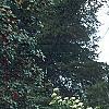 Viburnum lentago, habit