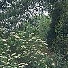 Viburnum lentago, habit