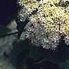 Viburnum lentago, flowers