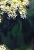 Viburnum lentago, flowers