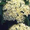Viburnum lentago, flowers