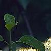 Viburnum lentago, flowers