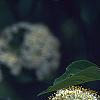 Viburnum lentago, flowers