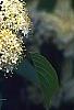 Viburnum lentago, flowers