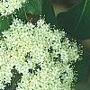 Viburnum lentago, flowers