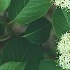 Viburnum lentago, flowers