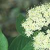 Viburnum lentago, flowers