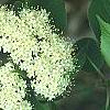 Viburnum lentago, flowers