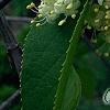 Viburnum lentago, flowers