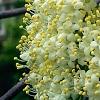 Viburnum lentago, flowers