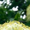 Viburnum lentago, flowers