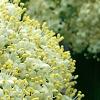 Viburnum lentago, flowers