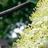 Viburnum lentago, flowers