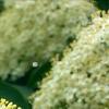 Viburnum lentago, flowers