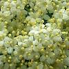 Viburnum lentago, flowers