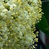 Viburnum lentago, flowers