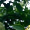 Viburnum lentago, flowers