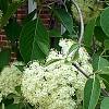 Viburnum lentago, flowers