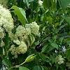 Viburnum lentago, flowers