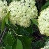 Viburnum lentago, flowers