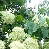 Viburnum lentago, flowers