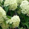 Viburnum lentago, flowers
