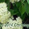 Viburnum lentago, flowers