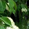 Viburnum lentago, flowers