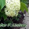 Viburnum lentago, flowers