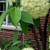 Viburnum lentago, flowers