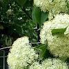 Viburnum lentago, flowers