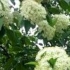Viburnum lentago, flowers