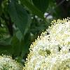 Viburnum lentago, flowers