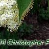 Viburnum lentago, flowers