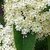 Viburnum lentago, flowers