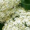 Viburnum lentago, flowers