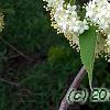 Viburnum lentago, flowers