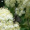 Viburnum lentago, flowers