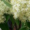 Viburnum lentago, flowers