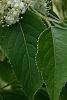 Viburnum lentago, flowers