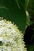 Viburnum lentago, flowers