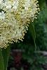 Viburnum lentago, flowers