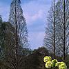 Viburnum macrocephalum, habit
