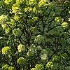 Viburnum macrocephalum, habit