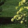 Viburnum macrocephalum, habit