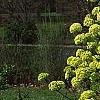 Viburnum macrocephalum, habit