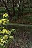 Viburnum macrocephalum, habit