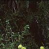 Viburnum macrocephalum, habit