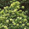 Viburnum macrocephalum, habit