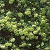 Viburnum macrocephalum, habit